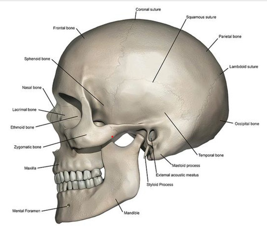 brain structure