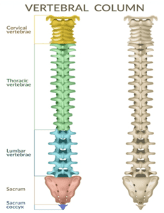 Spinal Fusion