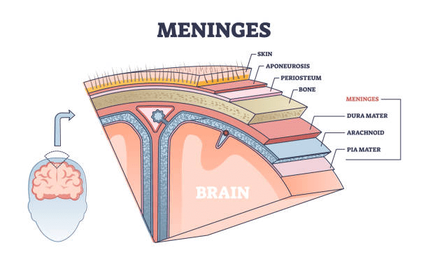 memininges