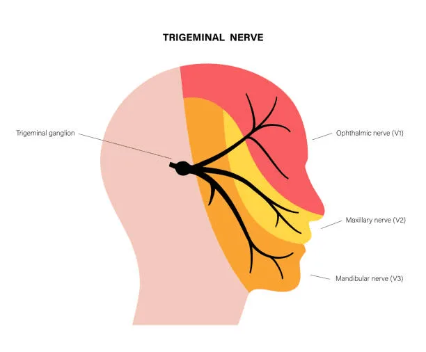 3 | Gurneet Trigeminal nerve