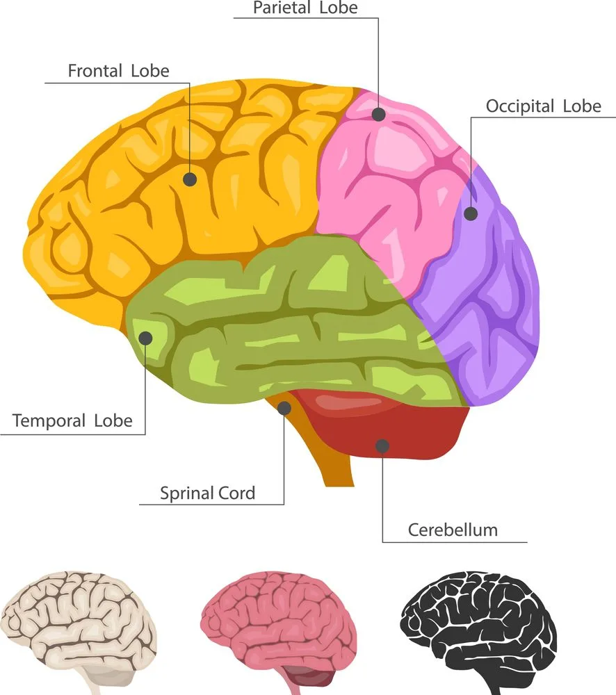 Parietal lobe