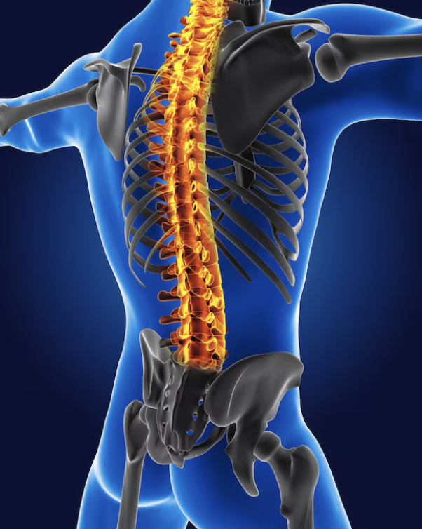 Back view of a blue human silhouette highlighting the spine in orange with the ribcage and pelvis visible, illustrating skeletal anatomy from the back.